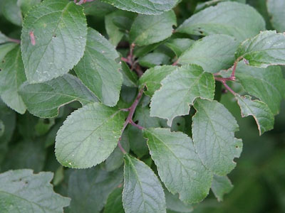 Blackthorn Prunus spinosa