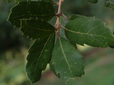 Cork oak Quercus suber