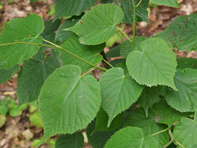 Small-leaved Linden Tilia