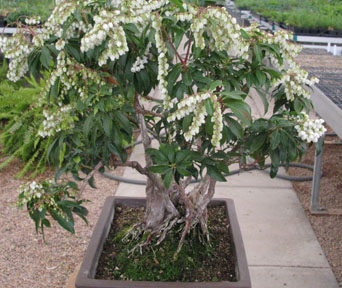 Pieris