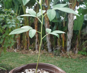 Pigeon Pea