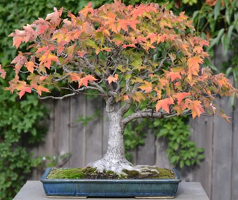 Red maple