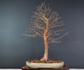 Stewartia