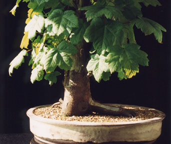 Sycamore