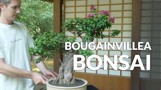 Bougainvillea Bonsai video