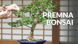Premna Bonsai video