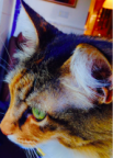 emojuniper's Avatar
