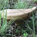 LilMissFoxx's Avatar