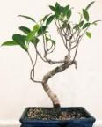 DANCING BONSAI's Avatar