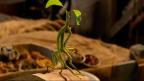 PickettBowtruckle's Avatar
