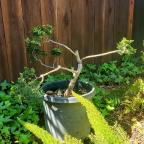 BuckarooBonsai's Avatar