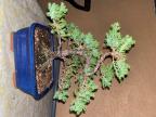 Rich_Bonsai's Avatar