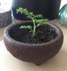 KerryTaylor's Avatar