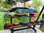 Max Bule Bonsai Batam's Avatar