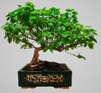 Lucas C TRAN's Avatar