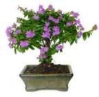 Flowe's Avatar
