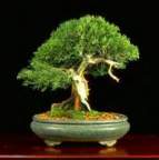 SerbianBonsaiHunter's Avatar