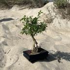 Saphoras Humans's Avatar