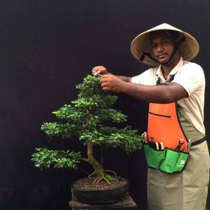 Pruning and wiring Bonsai forum Bonsai Empire