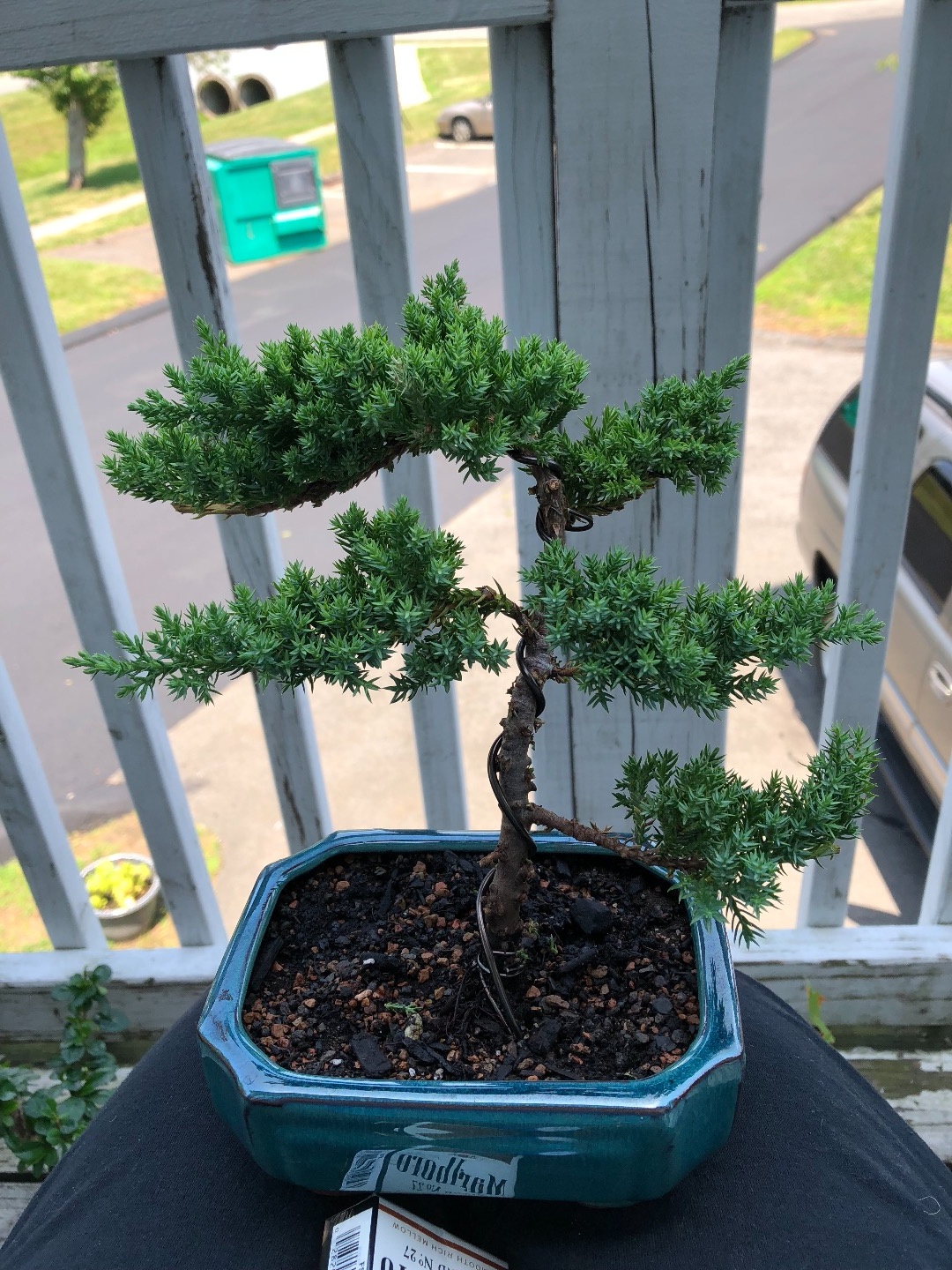 What’s in your soil? Bonsai forum Bonsai Empire