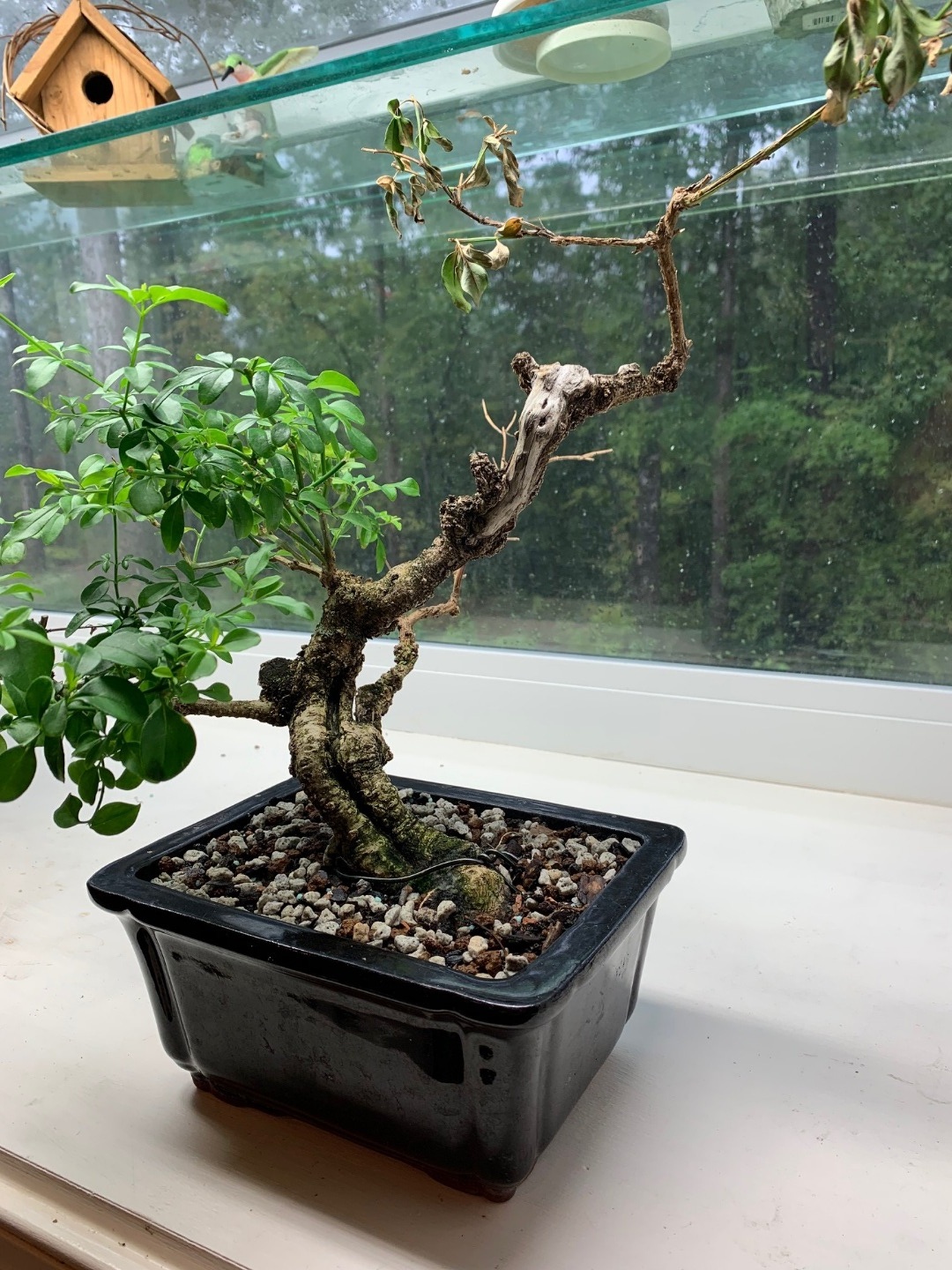 Fukien tea repot Bonsai forum Bonsai Empire