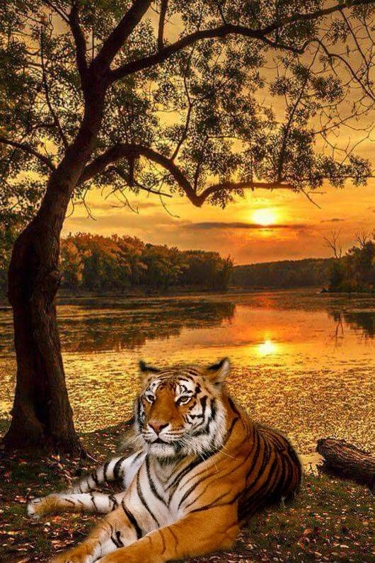 Can anyone help identify this Bonsai Tree please? - Bonsai forum - Bonsai Empire