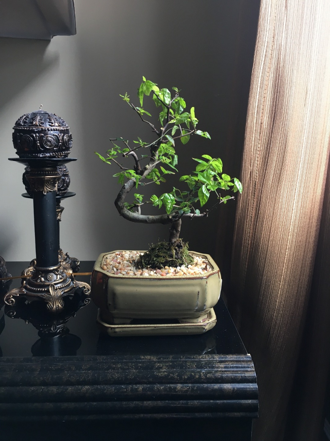 What species is my bonsai!? Bonsai forum Bonsai Empire