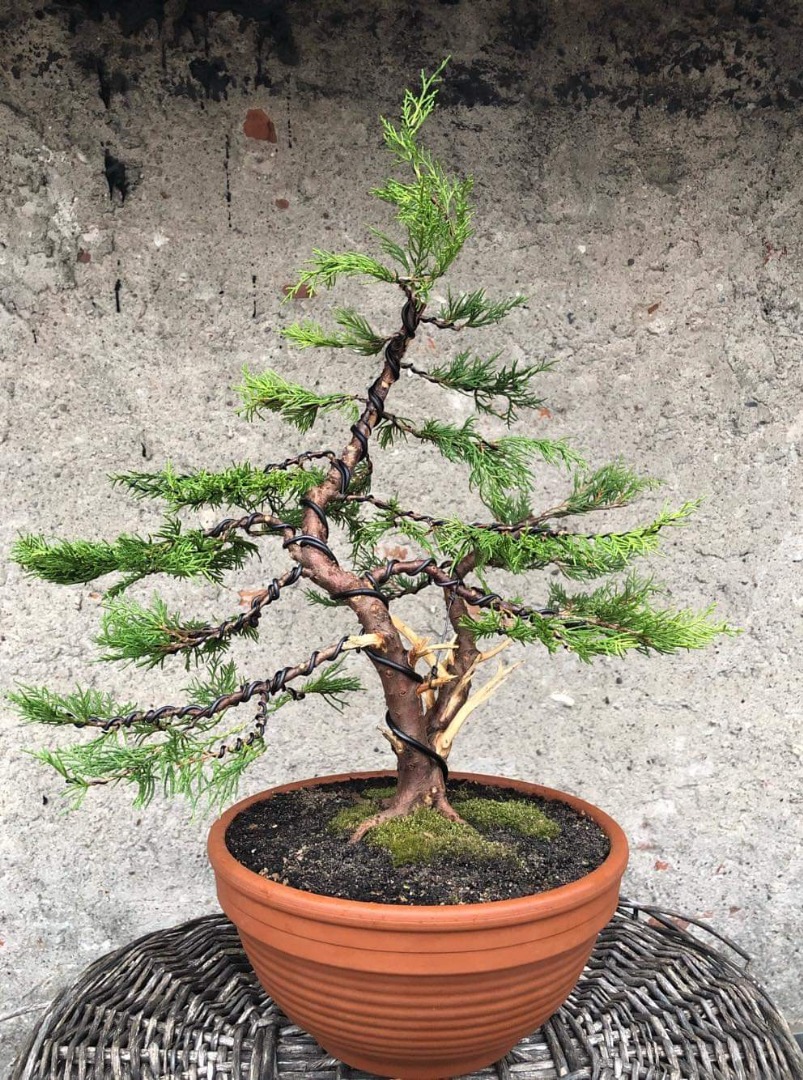 Bonsai mix vs nursery organic soil for prebonsai Bonsai forum