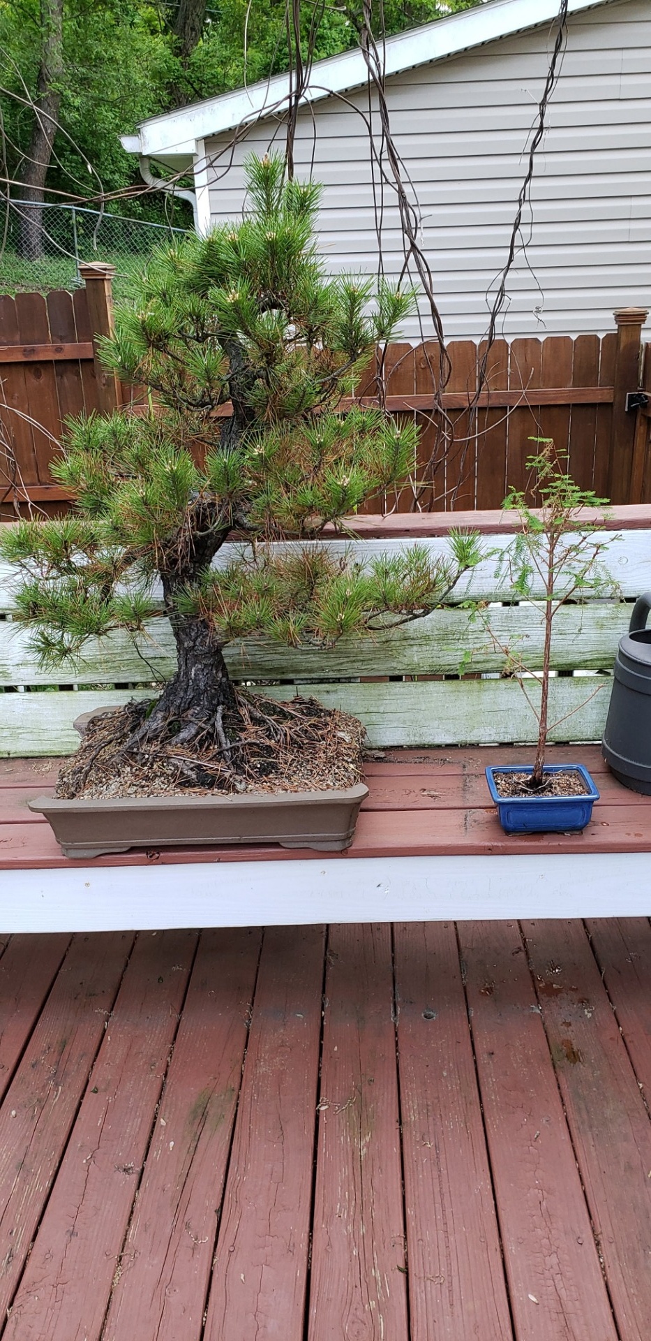 General advice for my first "Real" Bonsai. An Old Japanese Black Pine. Bonsai forum Bonsai