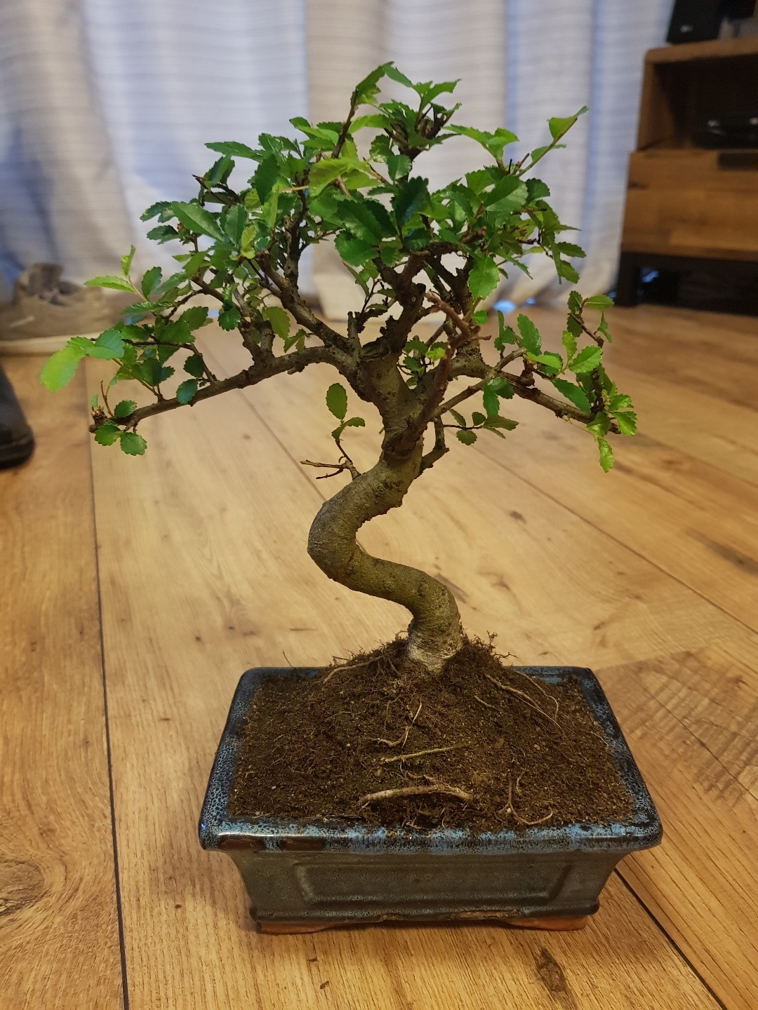 Japanese Cedar seed stratification Bonsai forum Bonsai Empire