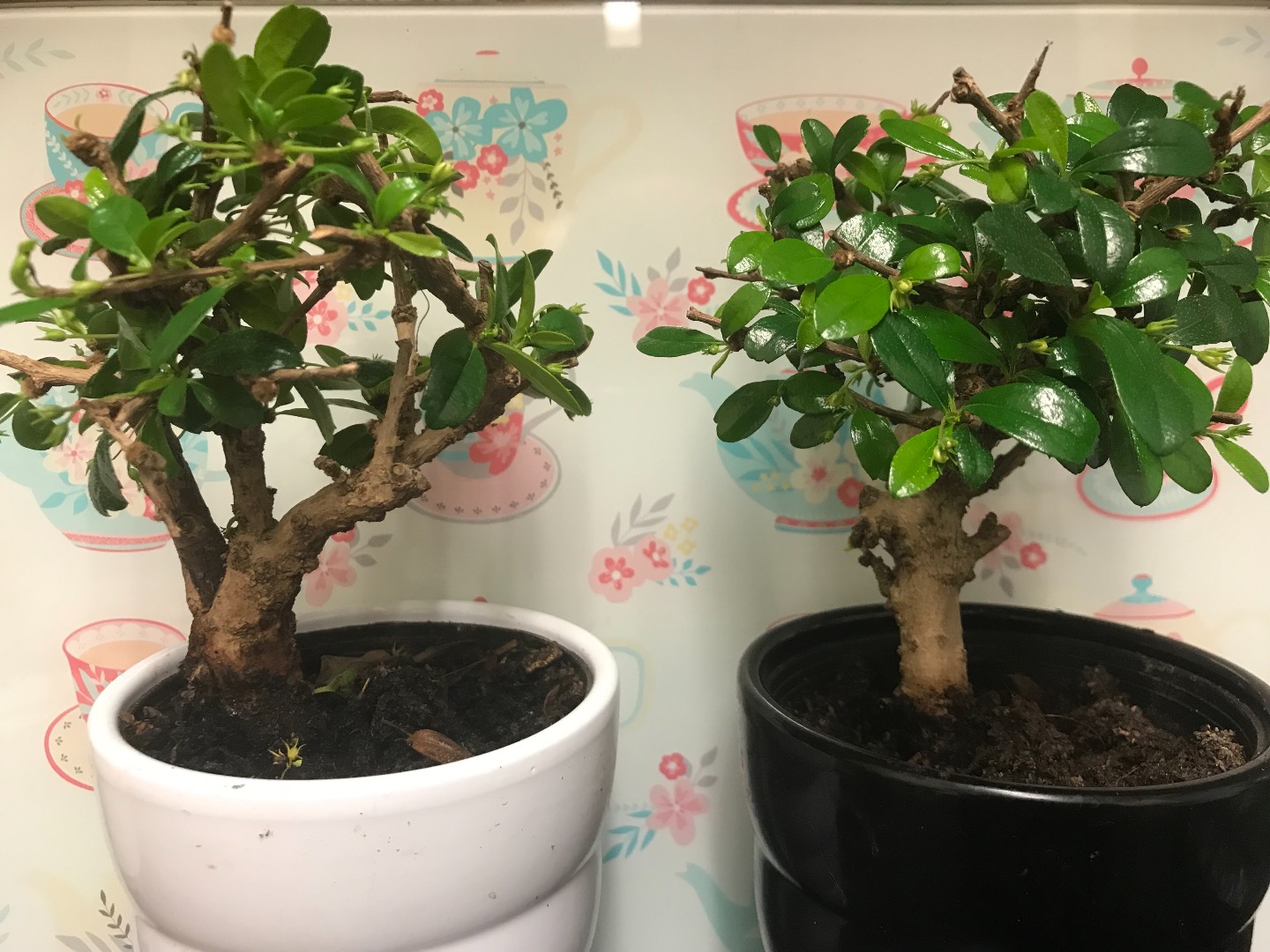 Help with identifying my bonsai Bonsai forum Bonsai Empire