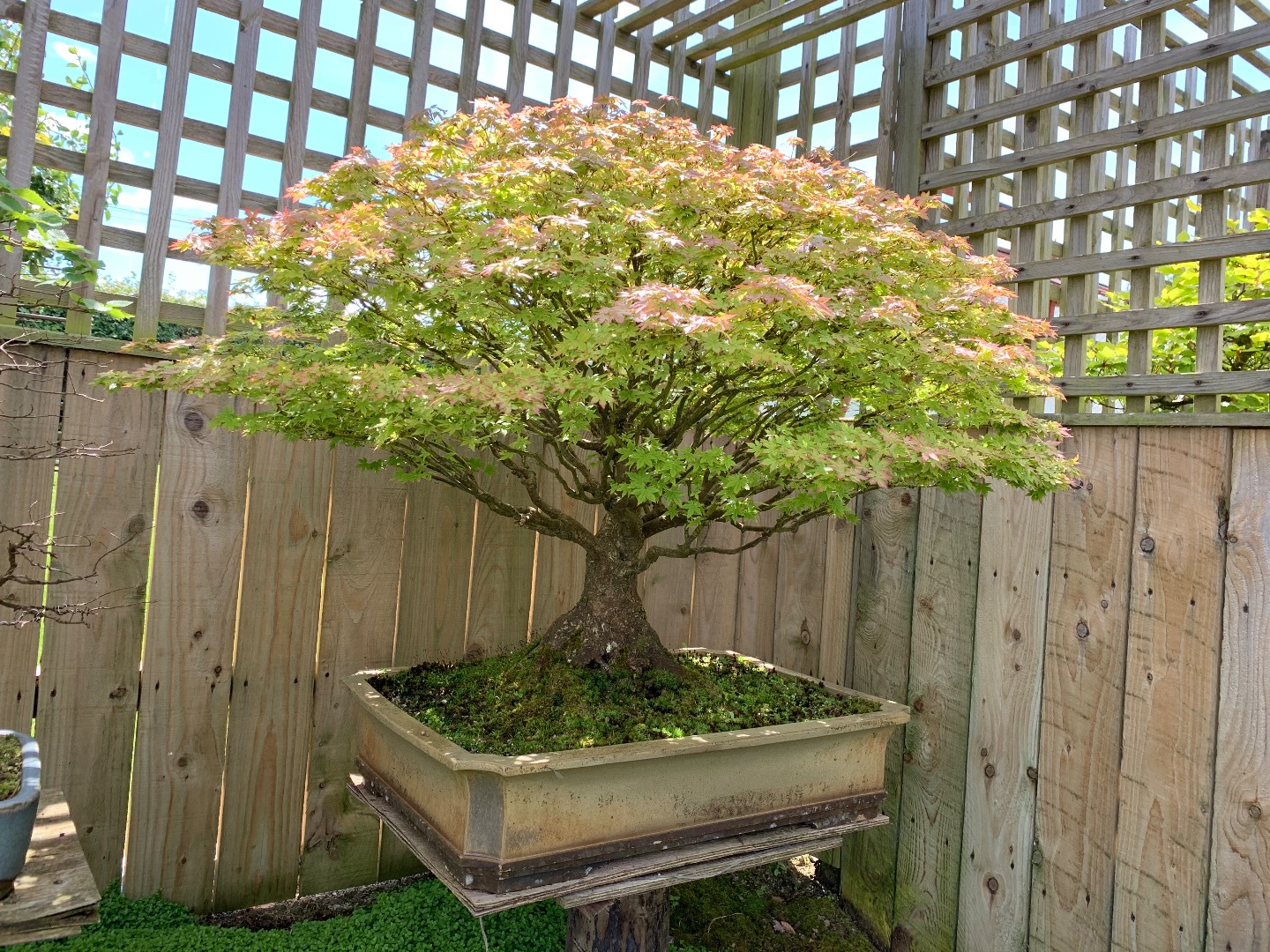Help with my maple Bonsai forum Bonsai Empire