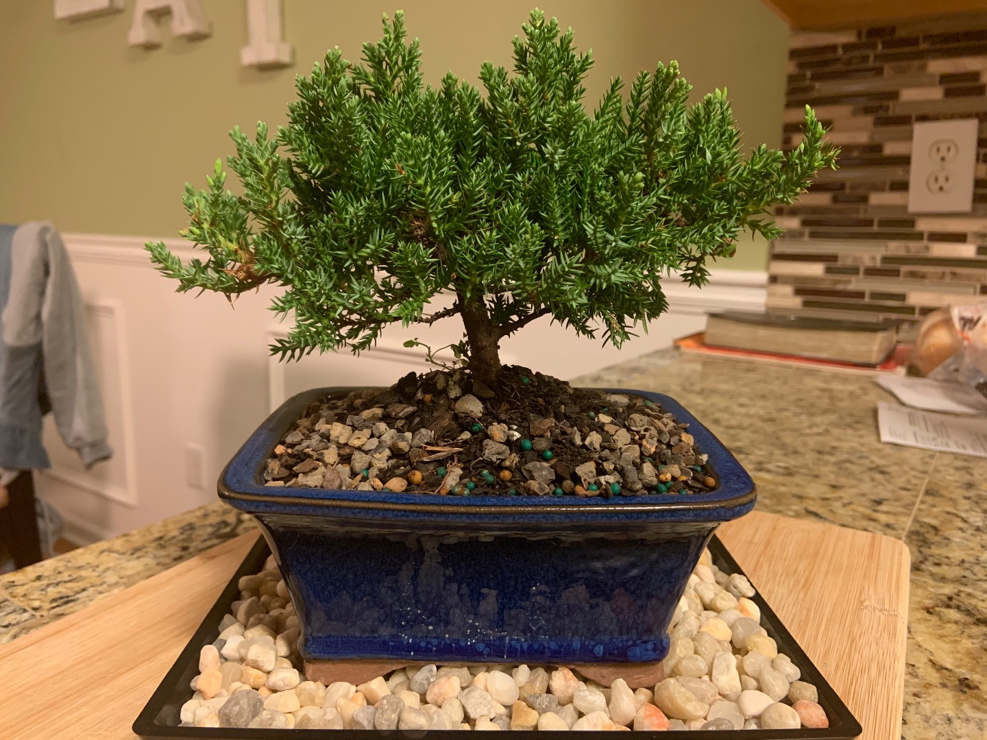 Something growing ? Bonsai forum Bonsai Empire