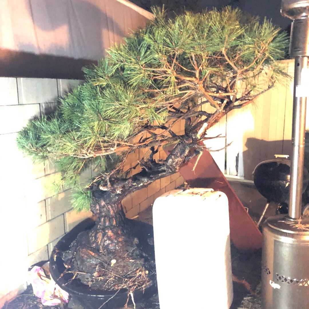 New member old soul Bonsai forum Bonsai Empire