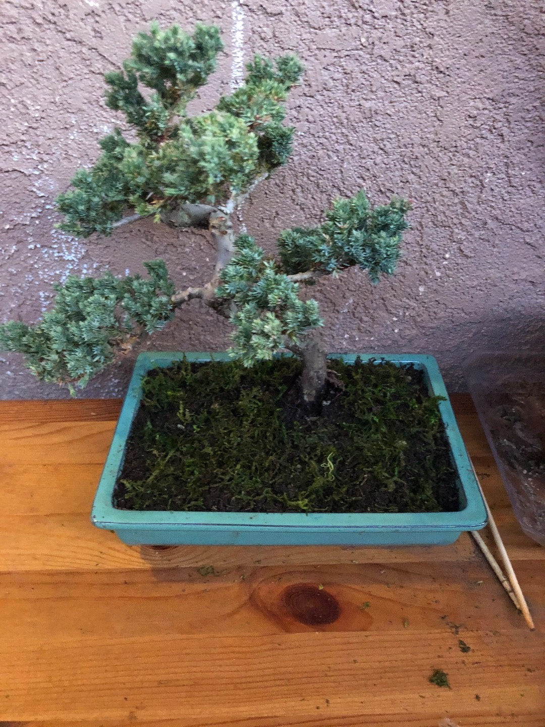 Found a earthworm on top of my junipers soil Bonsai forum Bonsai Empire