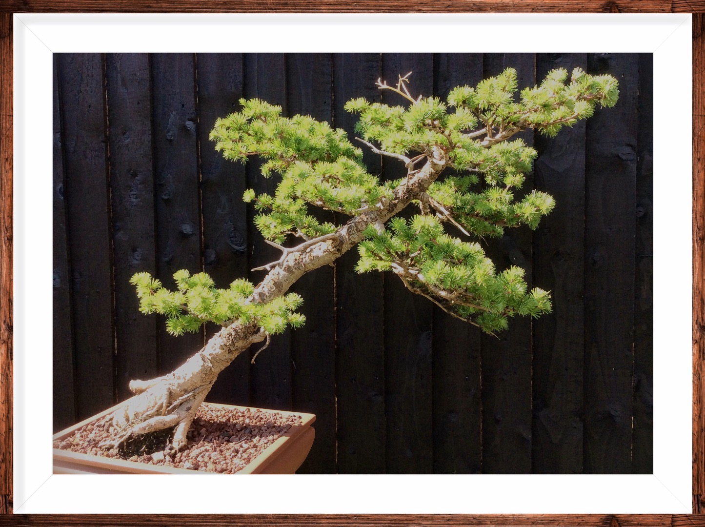 Privet Bonsai forum Bonsai Empire