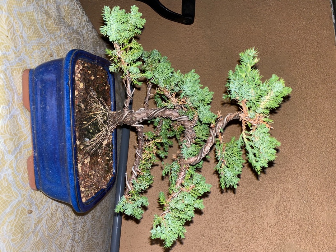 Is my bonsai dying? Can I save it ? Bonsai forum Bonsai Empire