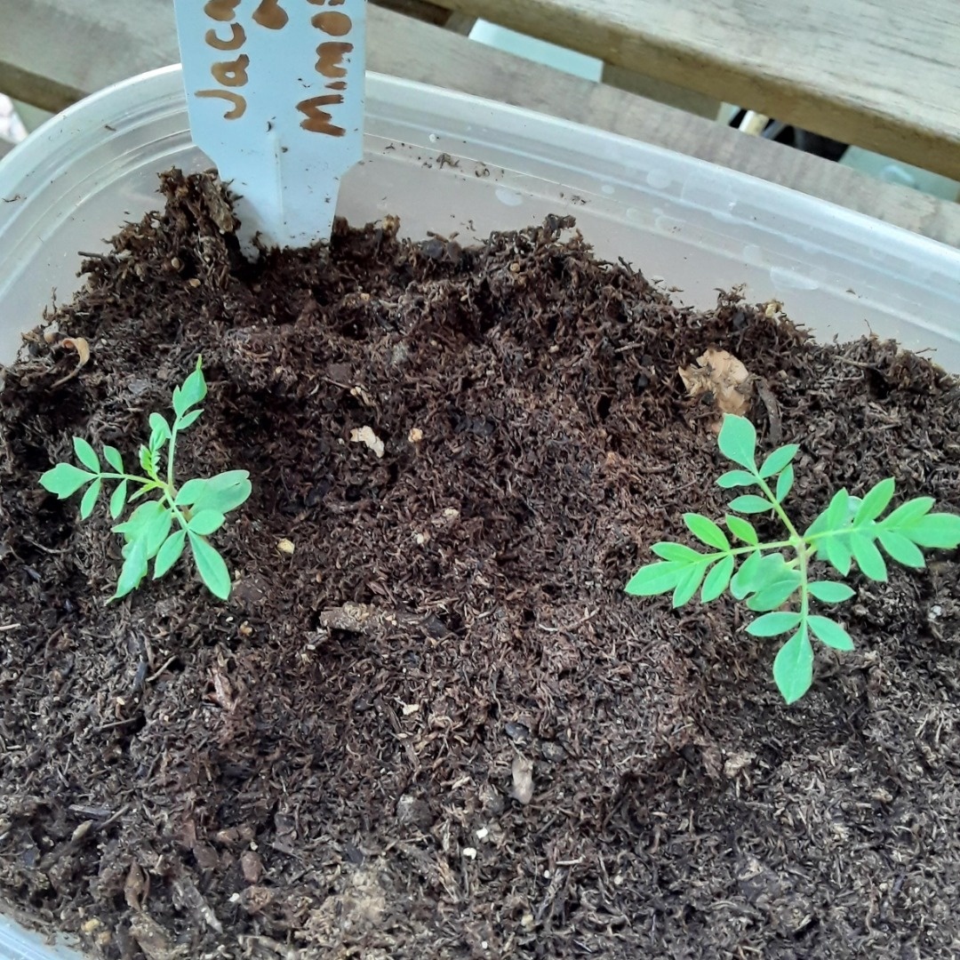 Repotting after Jacaranda seedlings have grown Bonsai forum Bonsai