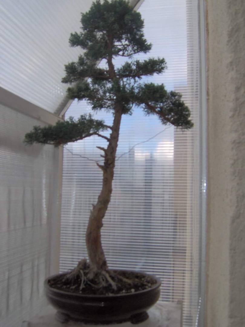 Splitting Bonsai forum Bonsai Empire