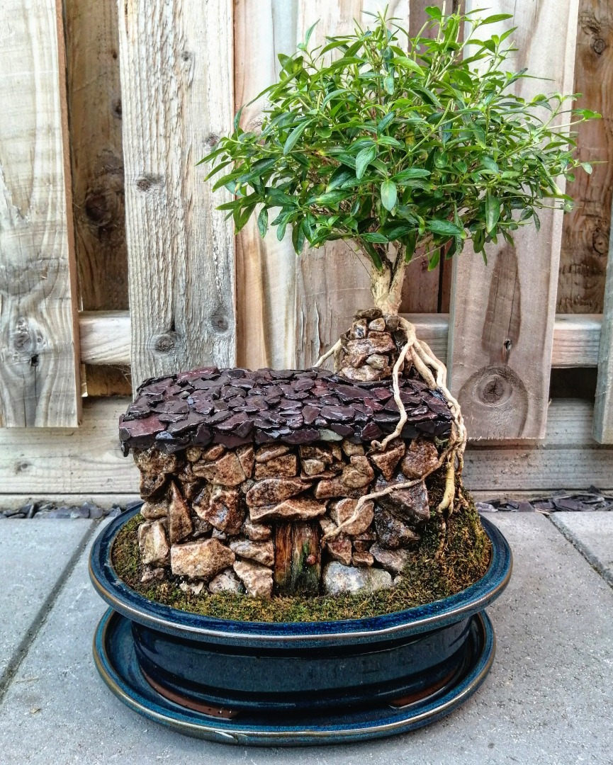 Hello to Bonsai forum Bonsai Empire