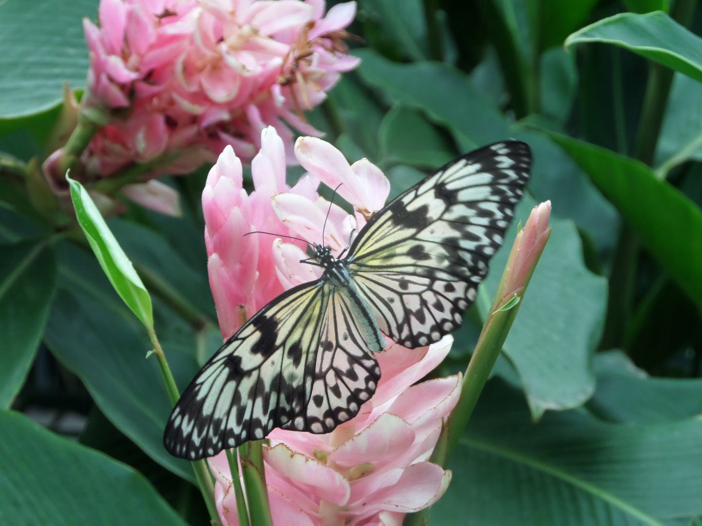 grow lights Bonsai forum Bonsai Empire