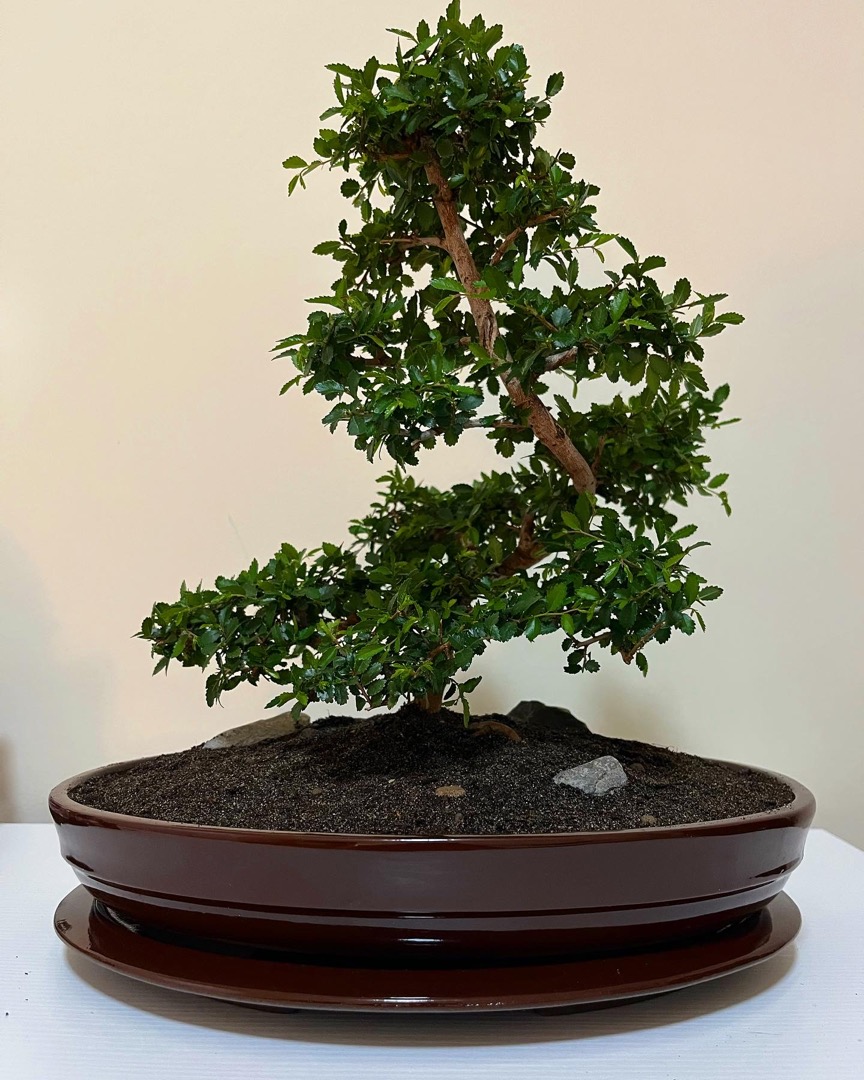 Update of my first bonsai Bonsai forum Bonsai Empire