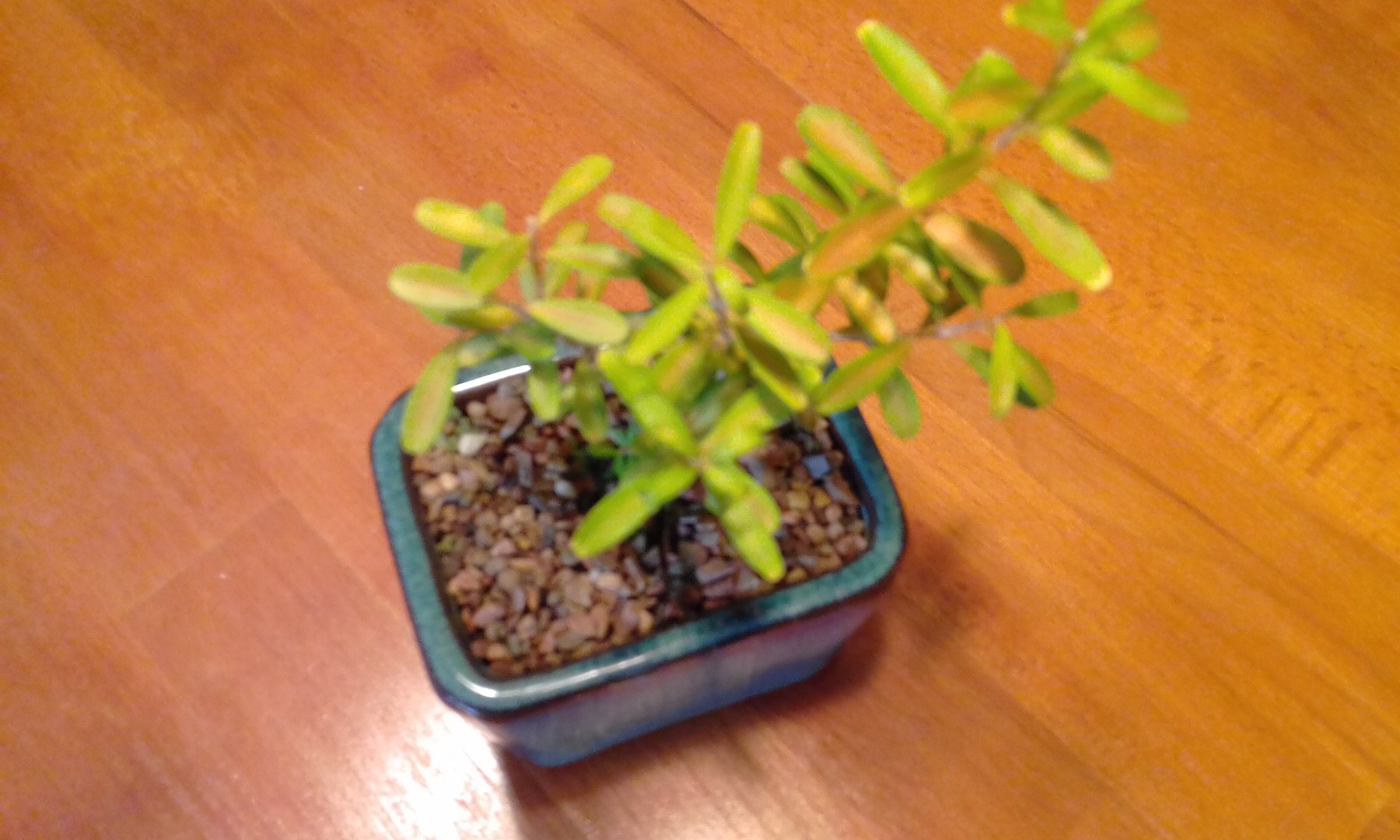 When to prune new Jacaranda seedlings Bonsai forum Bonsai Empire