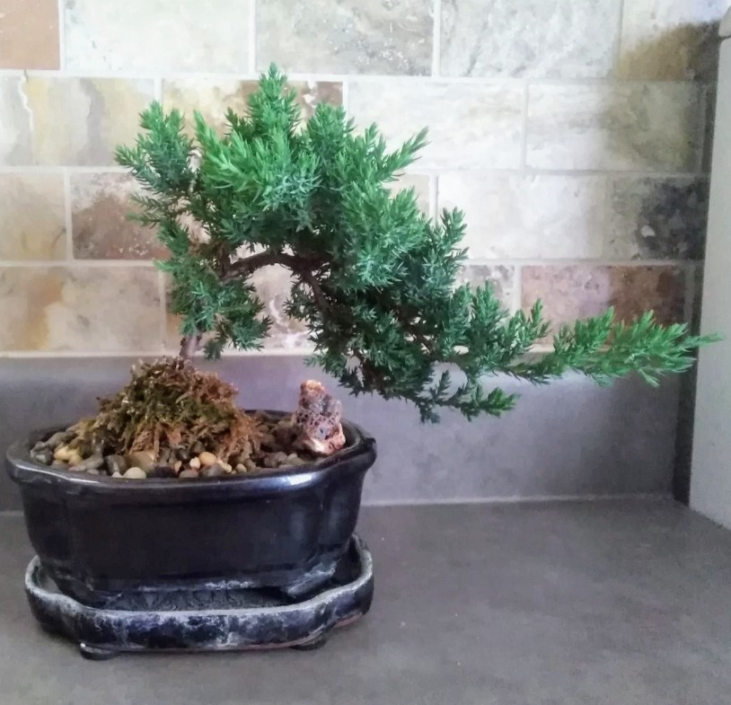 Juniper went from growing in the summer to dull looking in fall