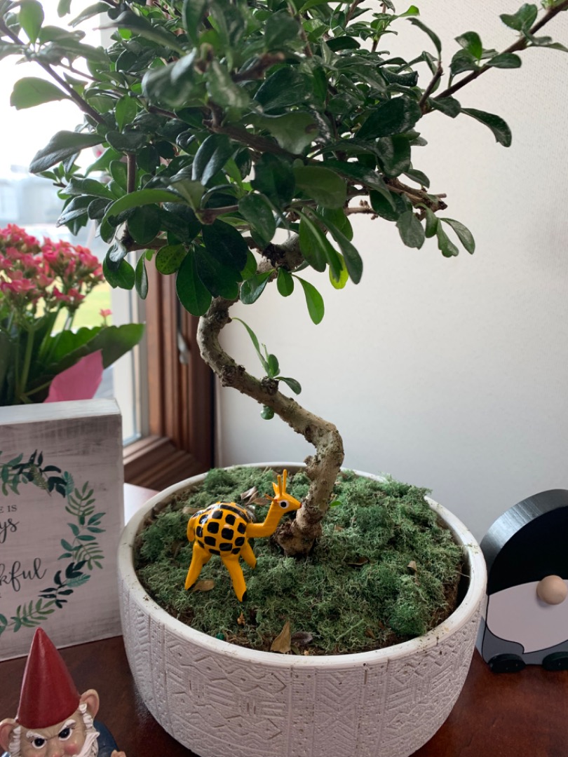 New and needing lots of help Bonsai forum Bonsai Empire
