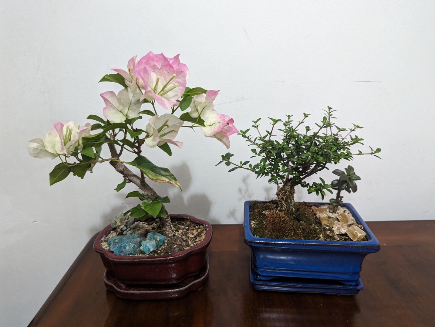 My new bonsai is losing leaves extremely fast, and it has worms in the