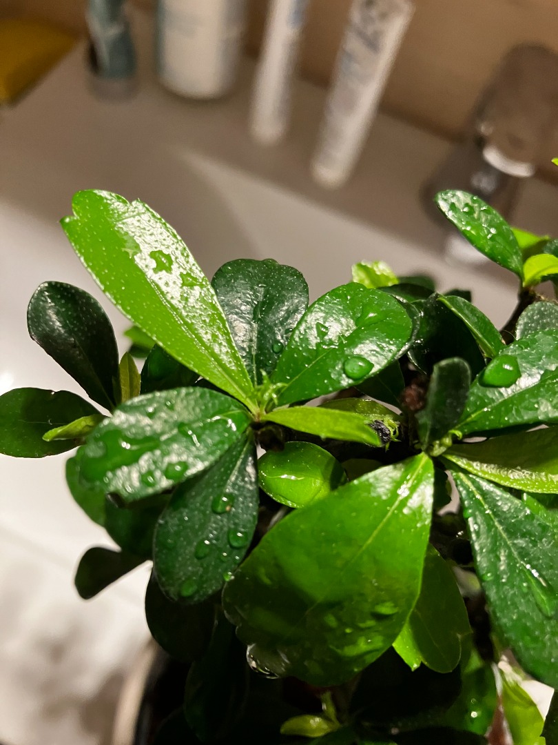 Carmona getting sick quickly Bonsai forum Bonsai Empire